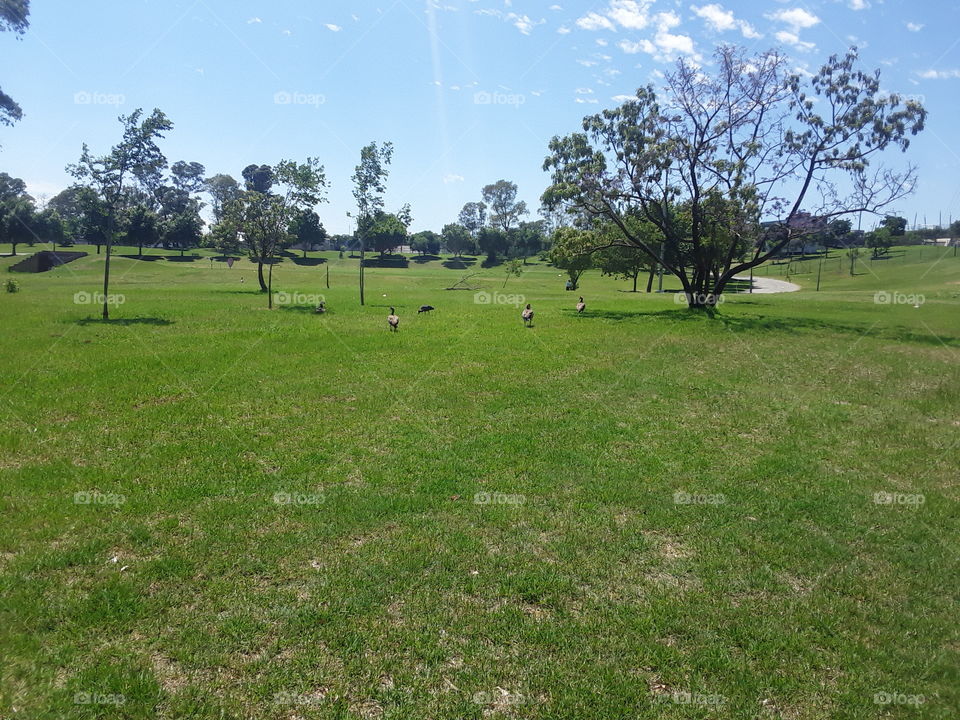 A sunny day at the park view.