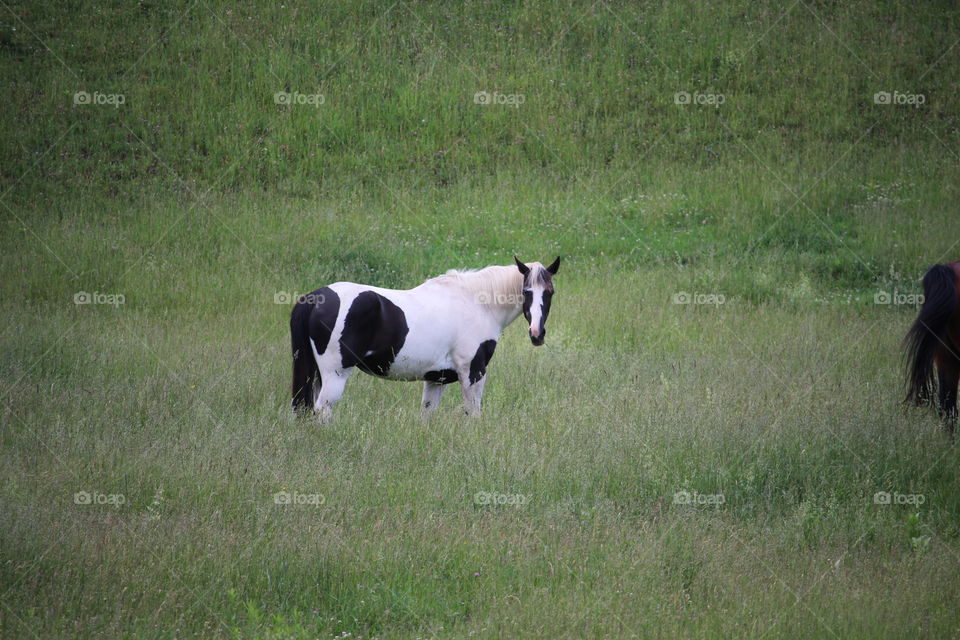 Horse in field