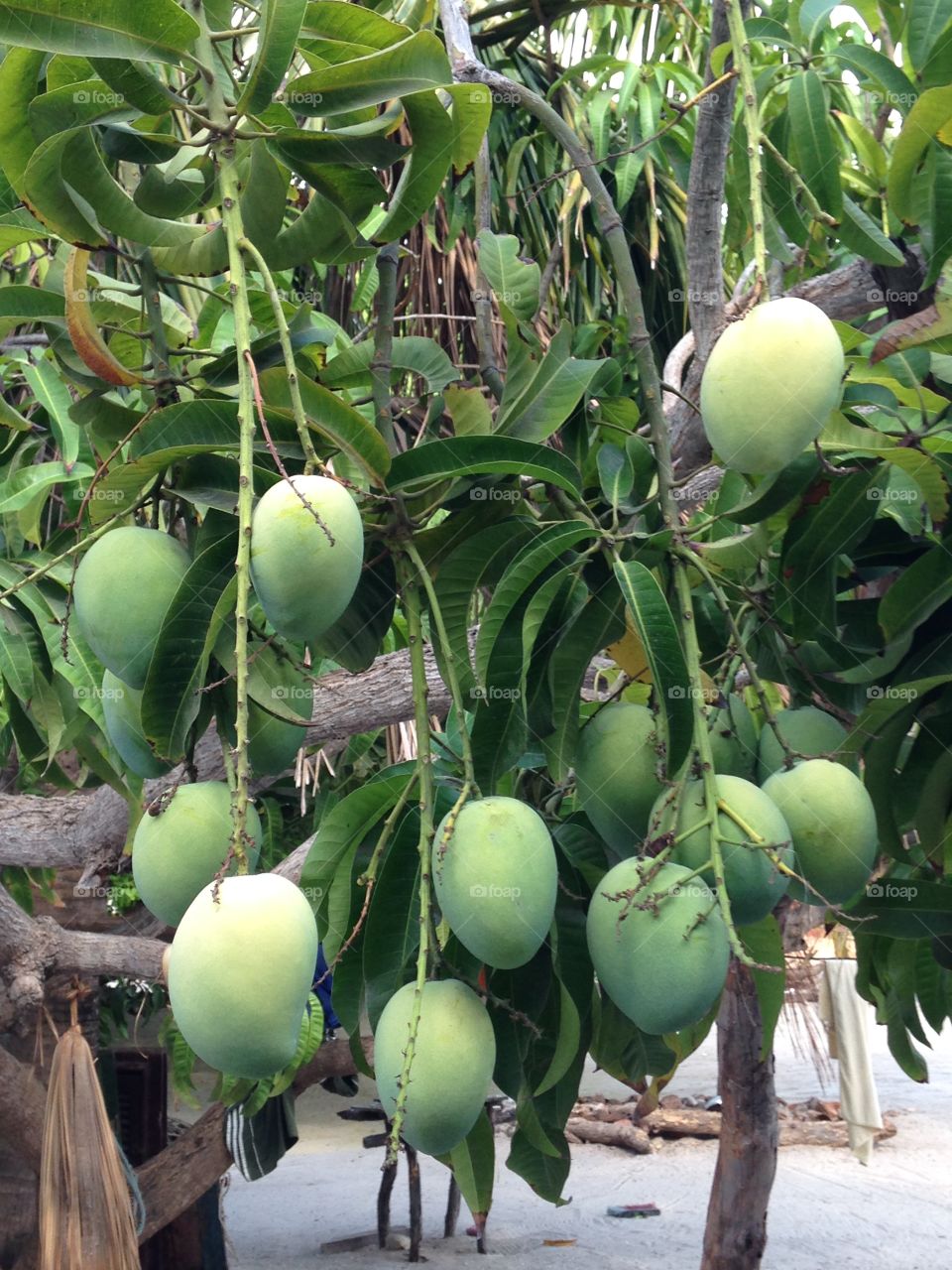 Mango tree