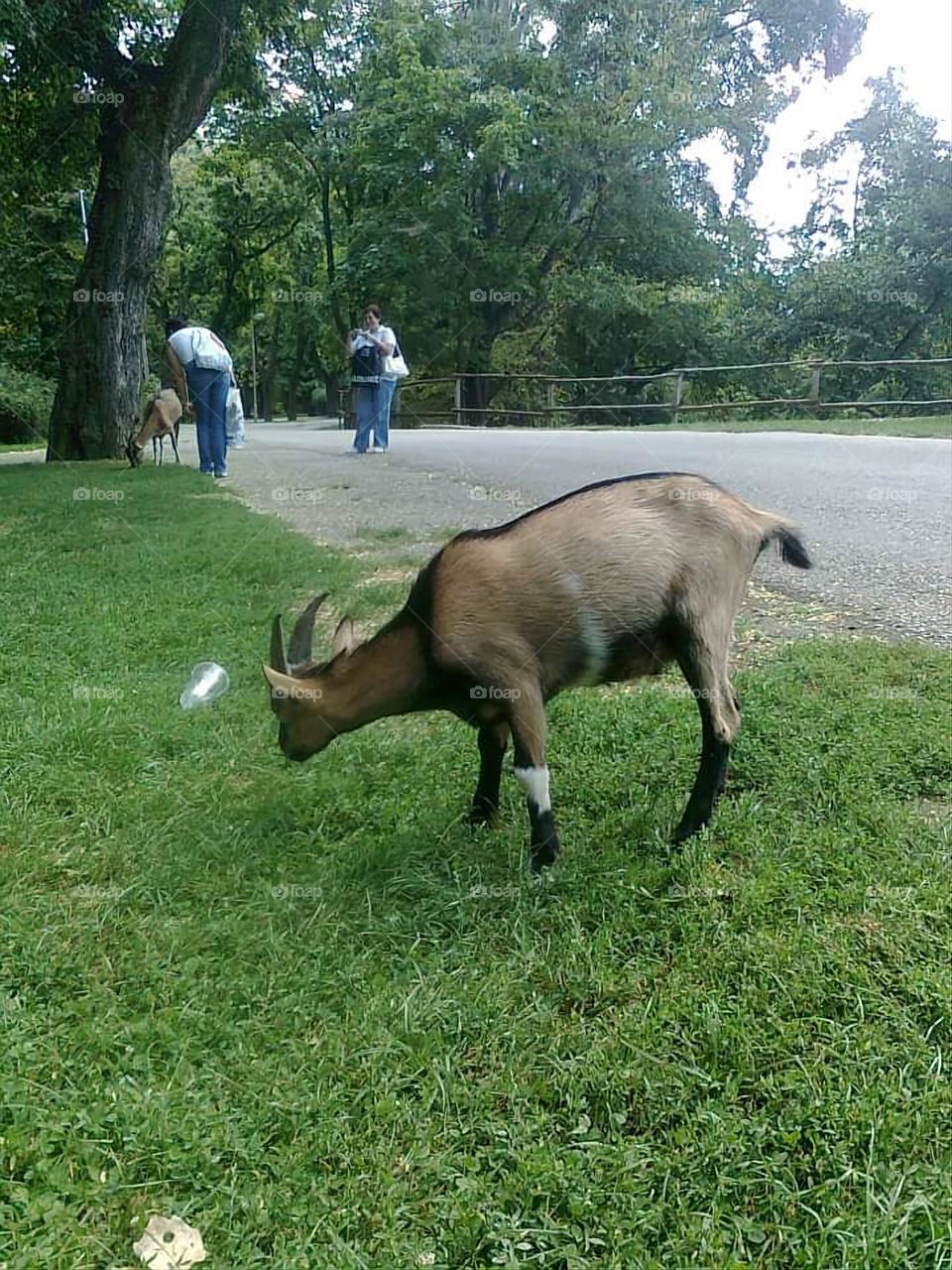 Eating good grass