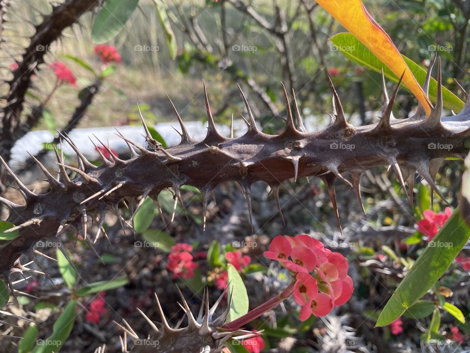 Thorn flower is beautiful 