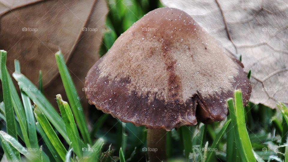 Mushroom on grass
