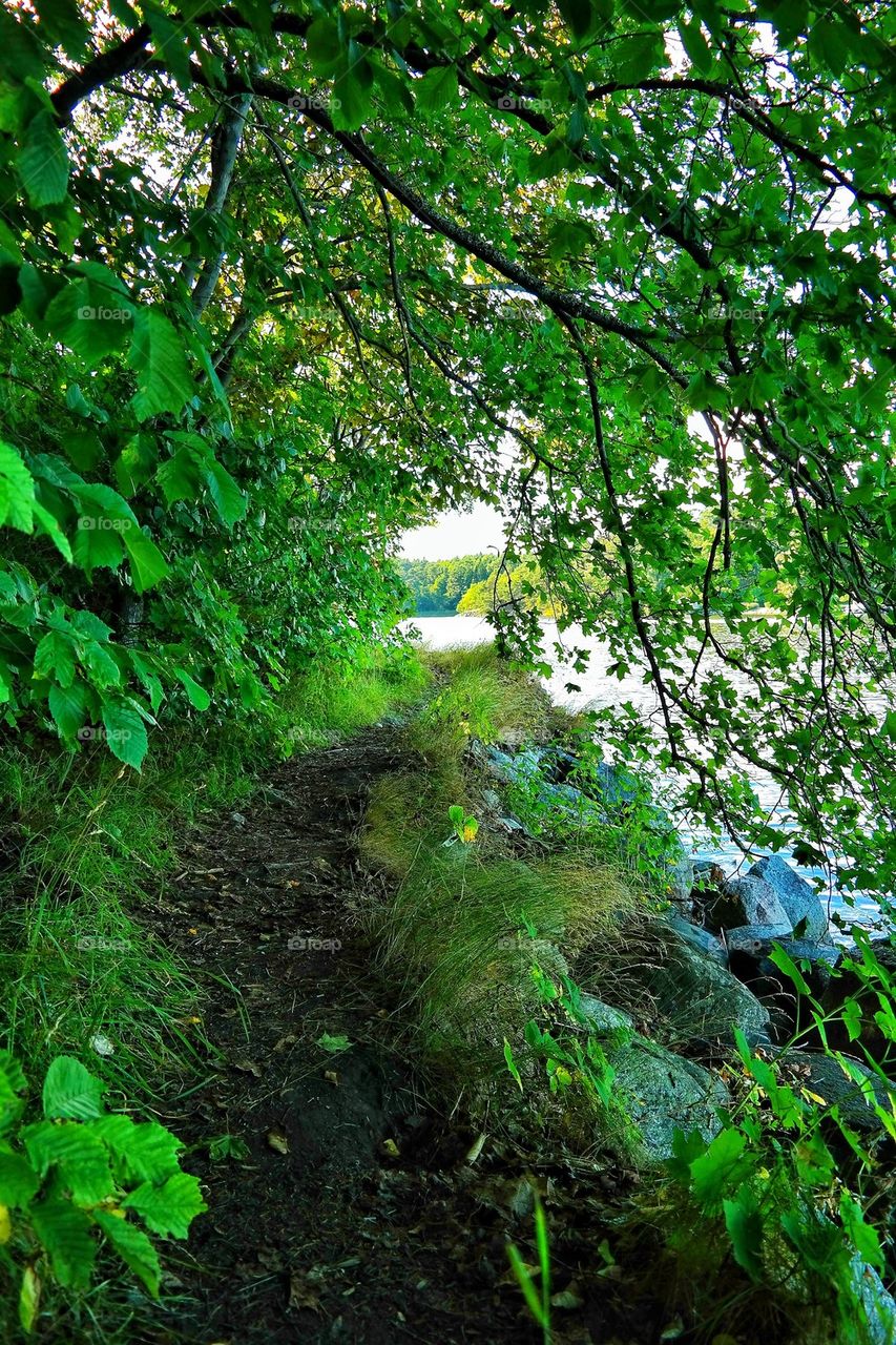 Path in the forrest.