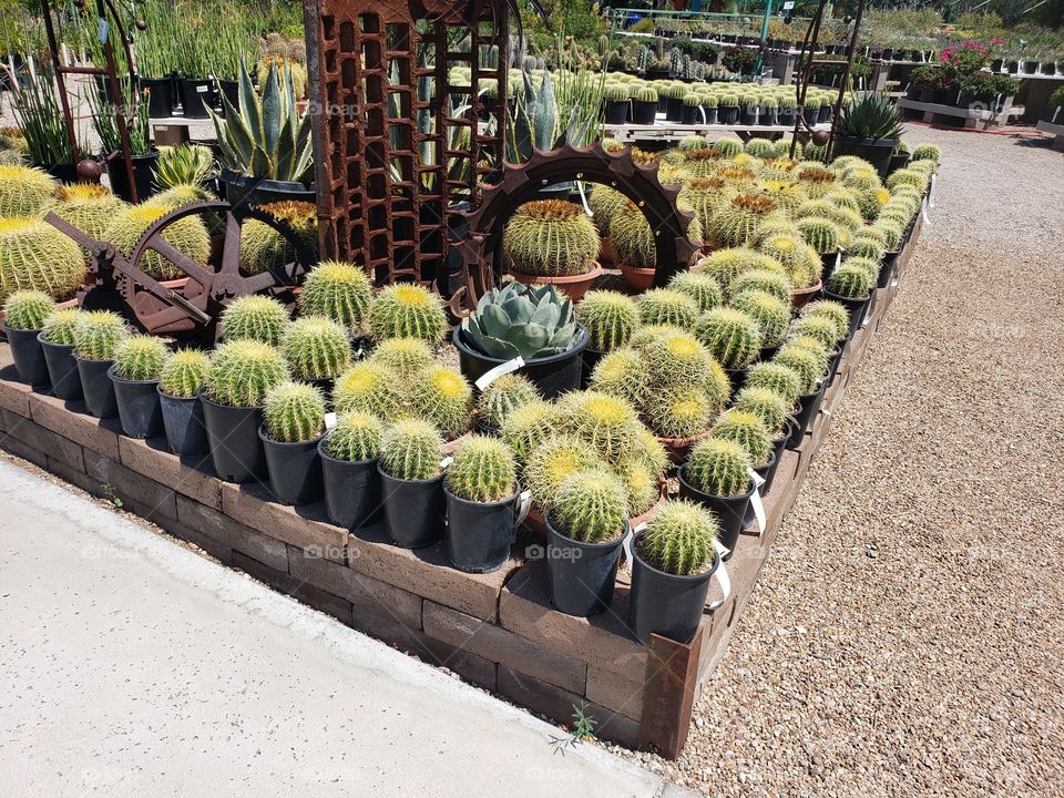 cactus corner