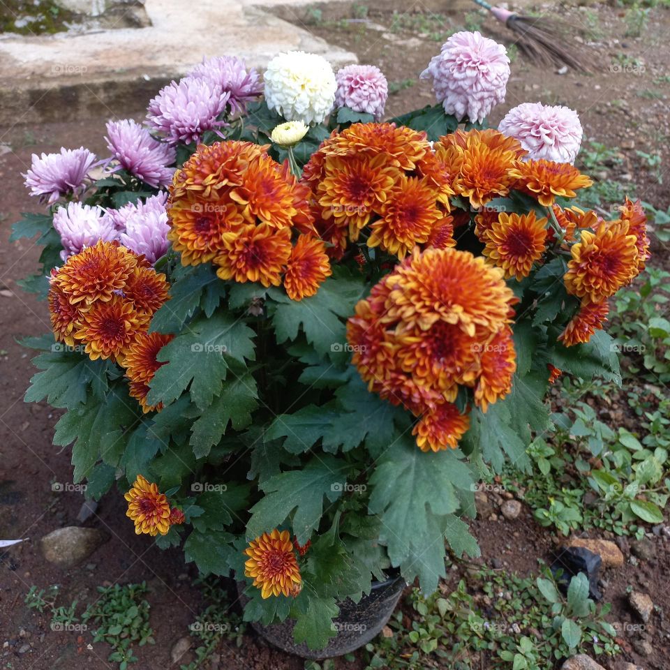chrysanthemum is a type of flowering plant that is often grown as an ornamental plant