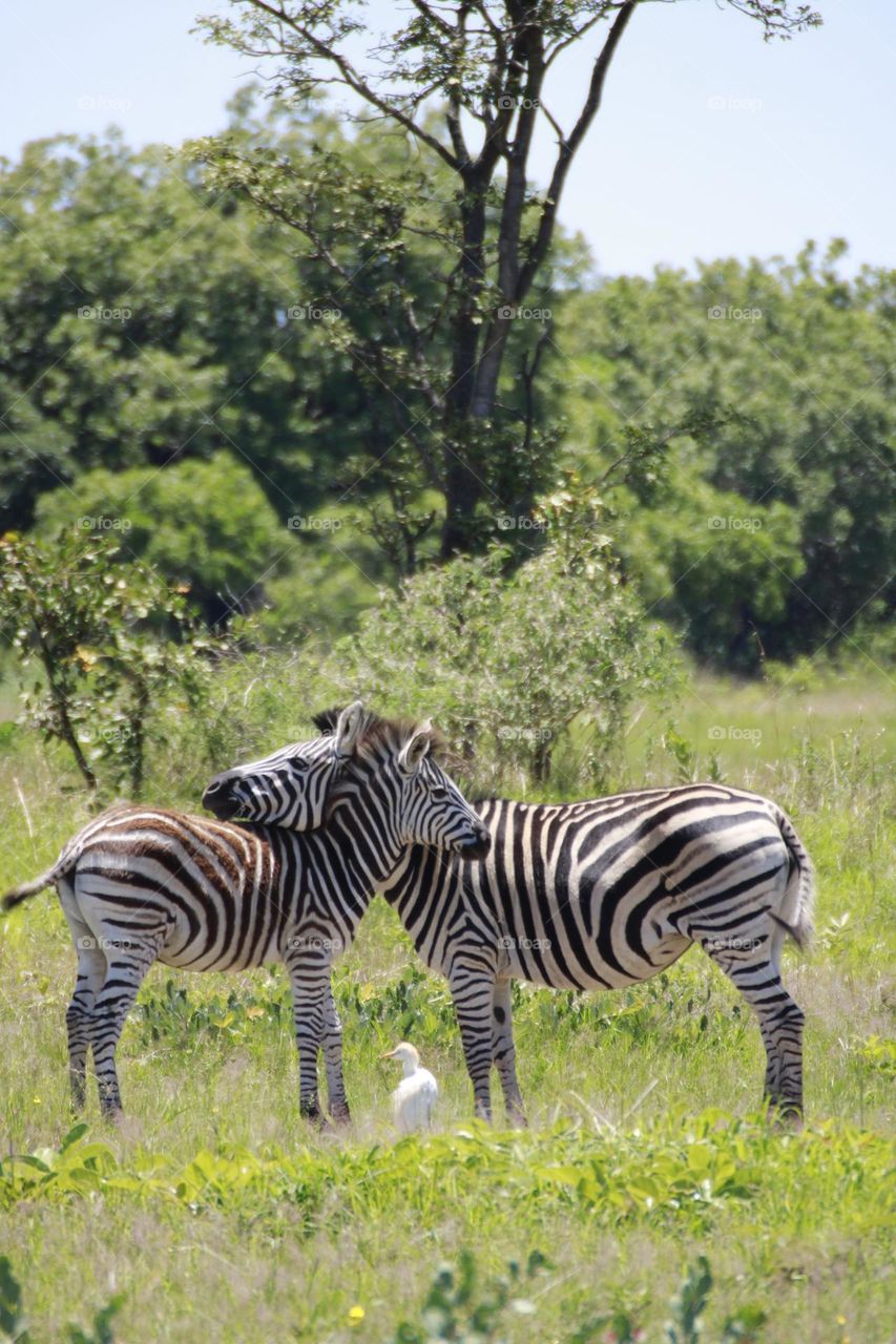 A touching moment between a mum zebra and her calf 
