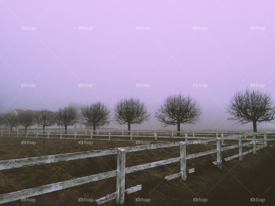 Trees with purple background