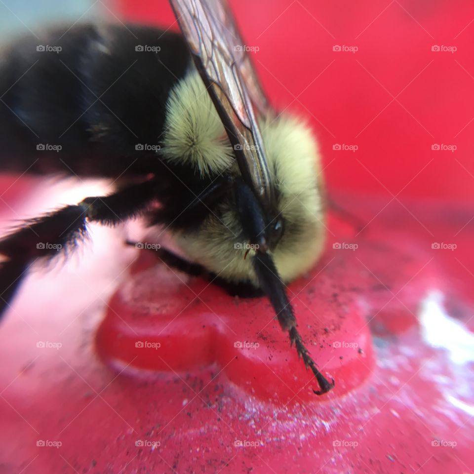 Bumblebee looking for sugar