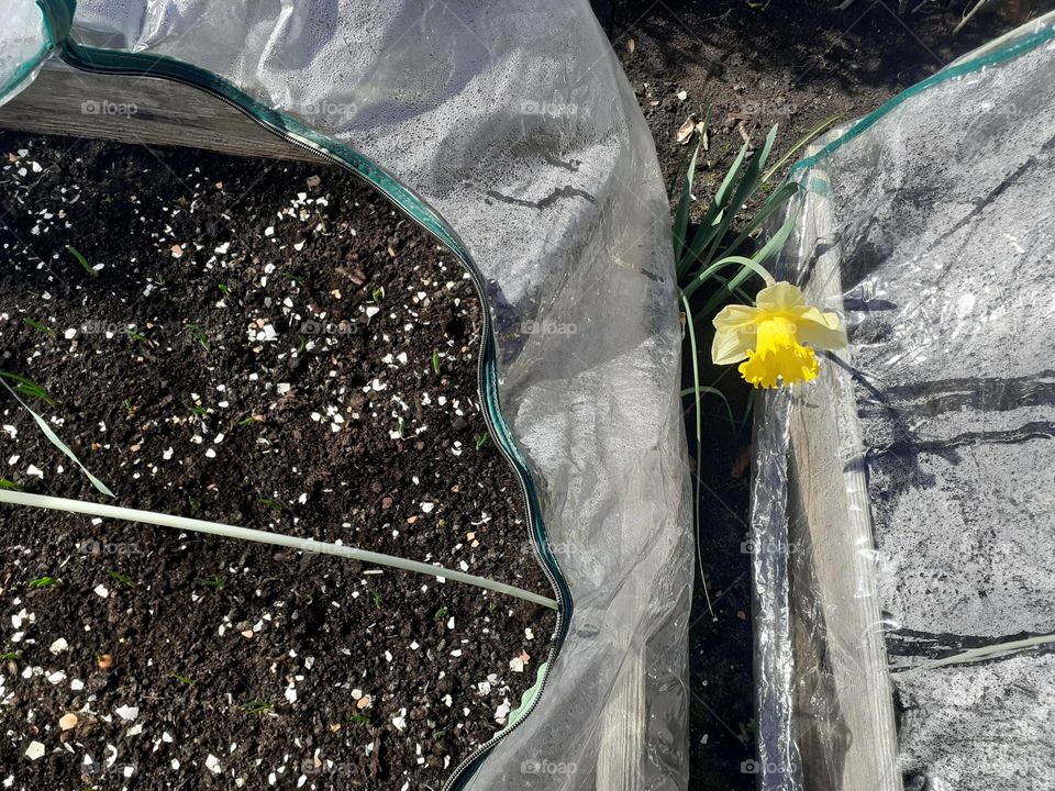 sprouting spring onions