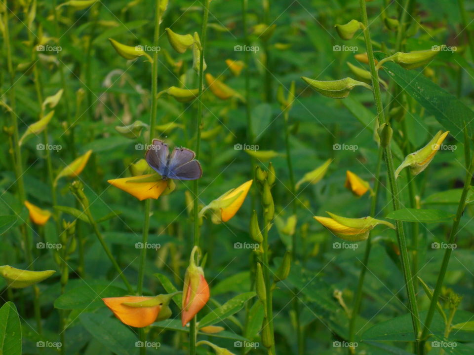 Butterfly on Sunhemp
