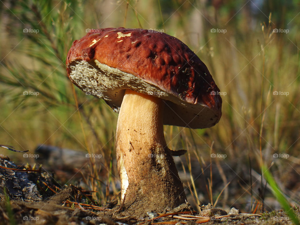 White Mushroom (Cep in the autumn forest)