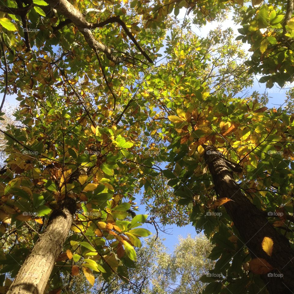 The canopy in the forest