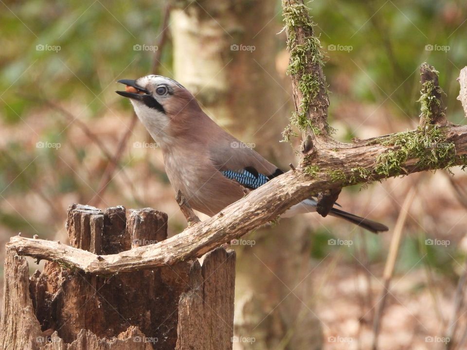 A Jay with a nut
