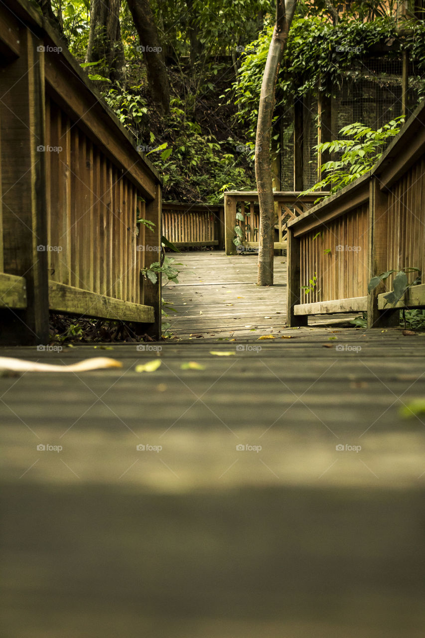Low angle shot of a wooden trail path.