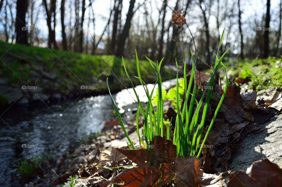 spring forest stream