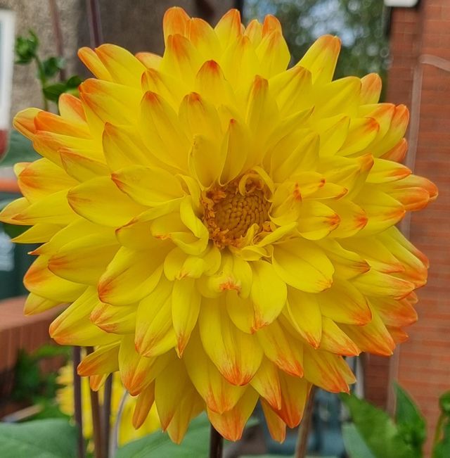 pretty big yellow and orange flower