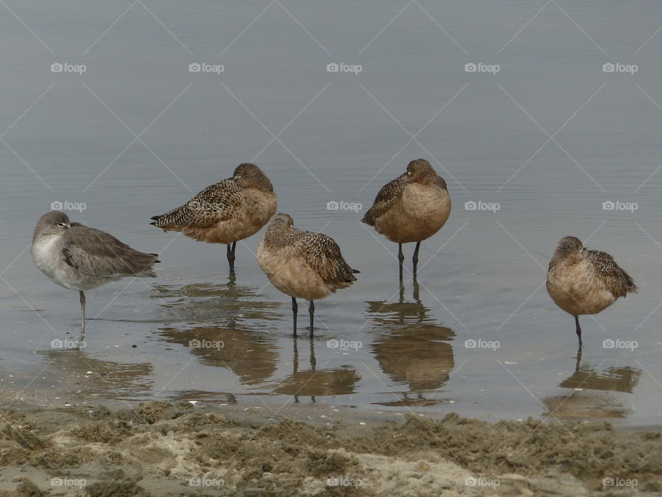 Birds on shore