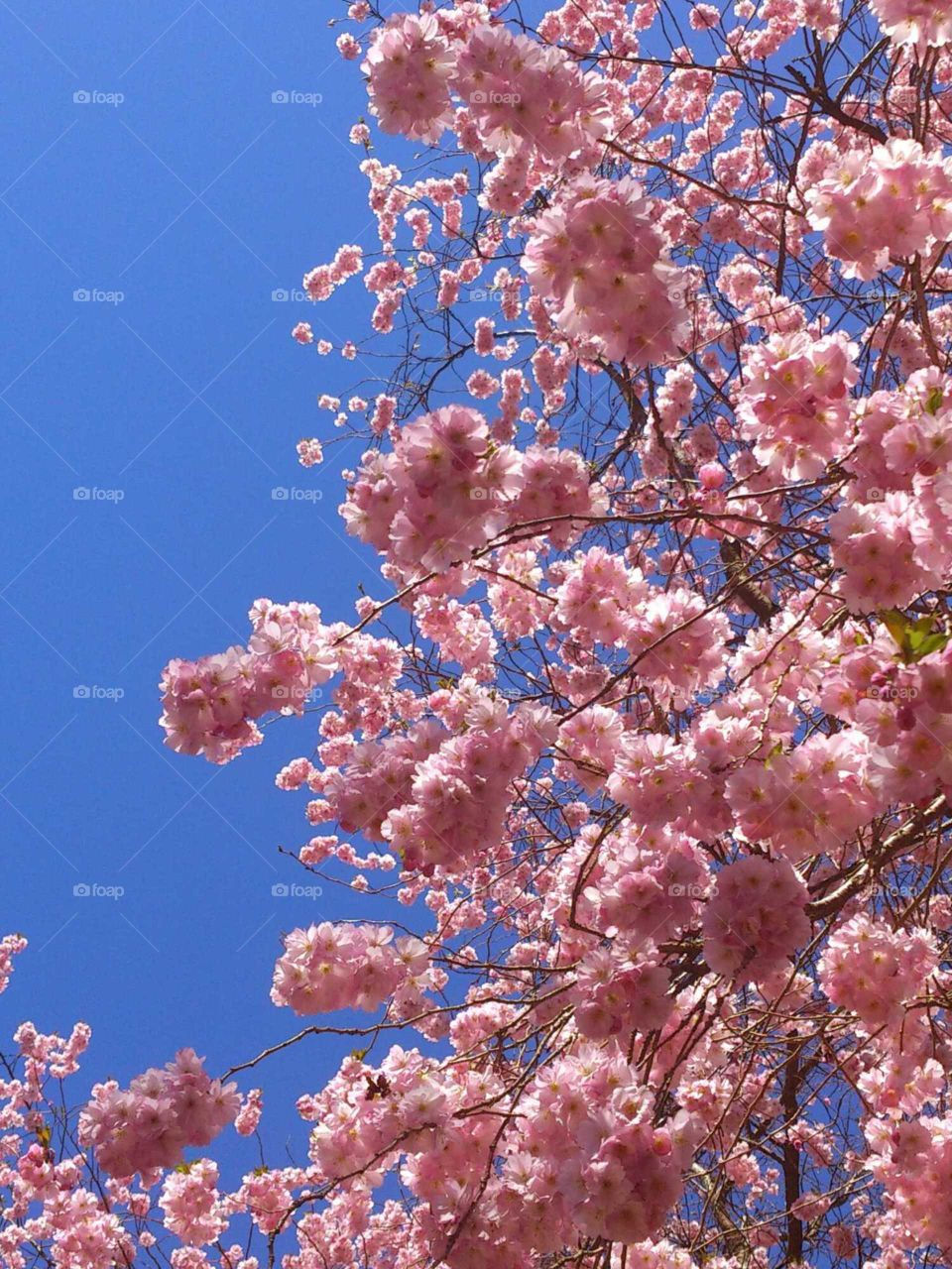 Cherry tree blossom 