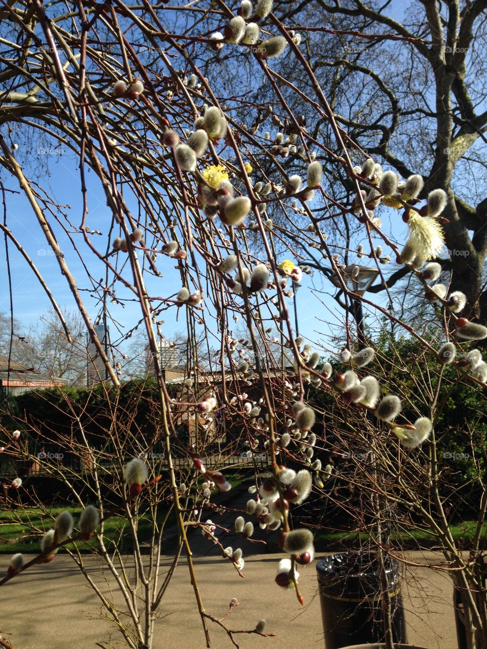 First sign of Spring