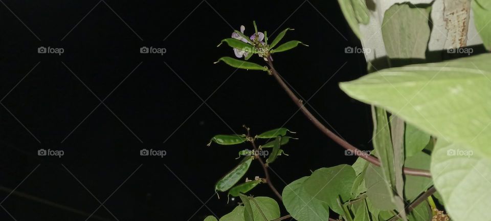 Purple Hyacinth Bean