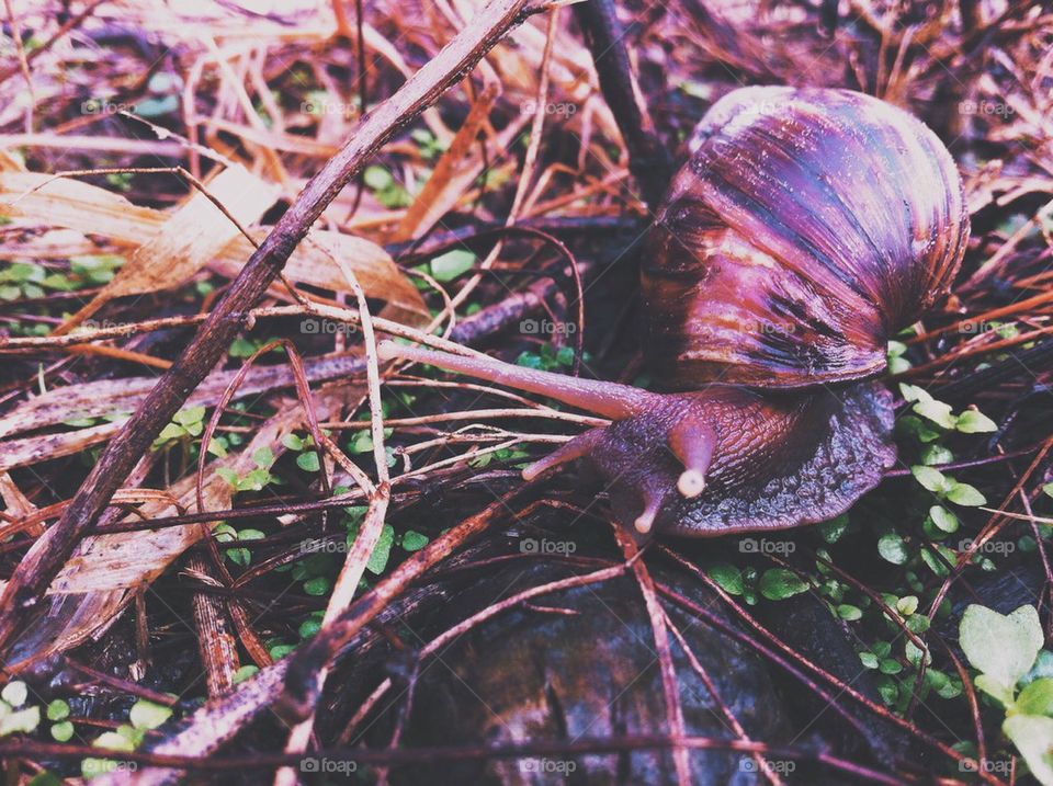 A snail in nature