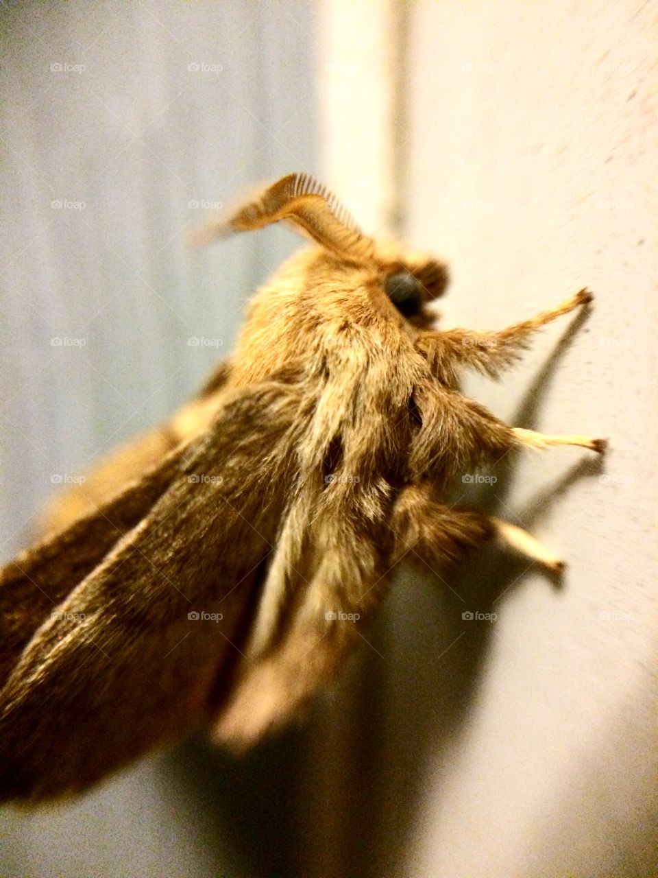 Summer Fairy. A visitor came to my door tonight to say hello!