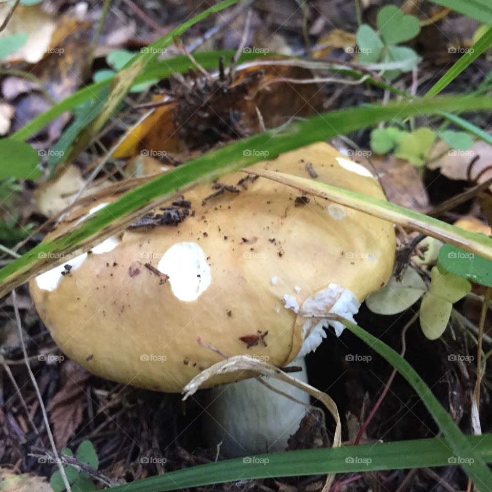 Mushroom in the forest