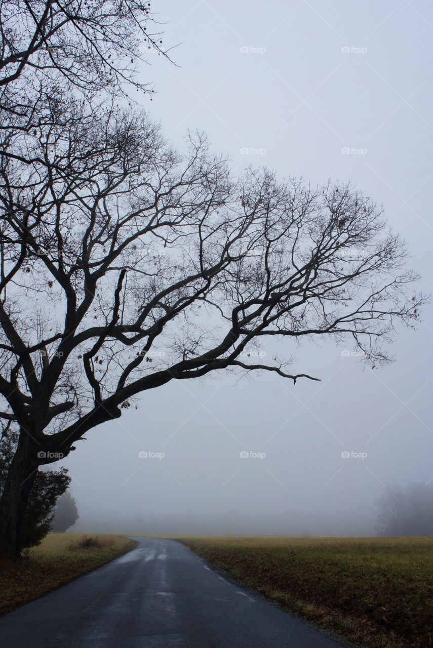 A foggy morning on a country road