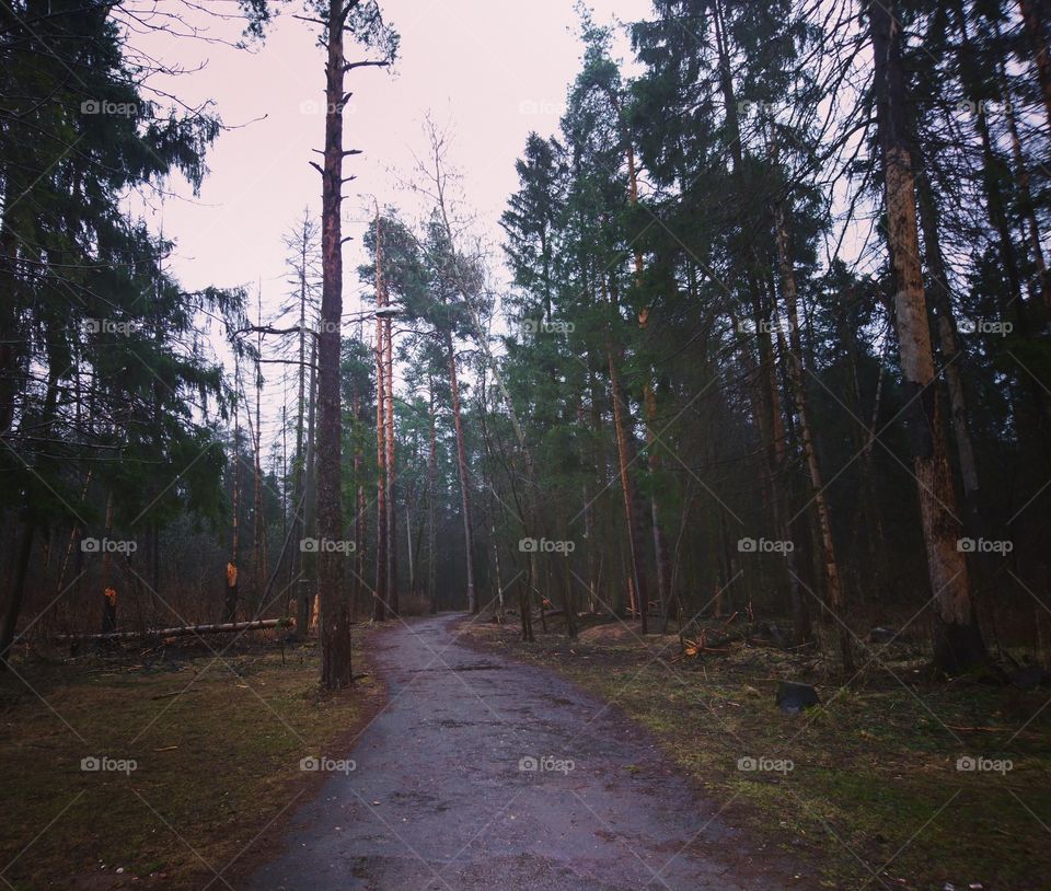 Forest at spring 2017
