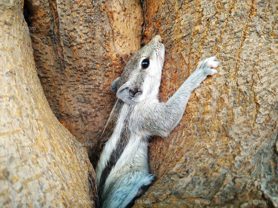 A closeup shot of a small Squirrel on the tree trunk