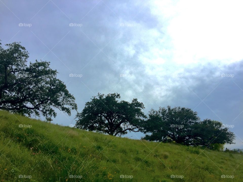 Trees by the hillside
