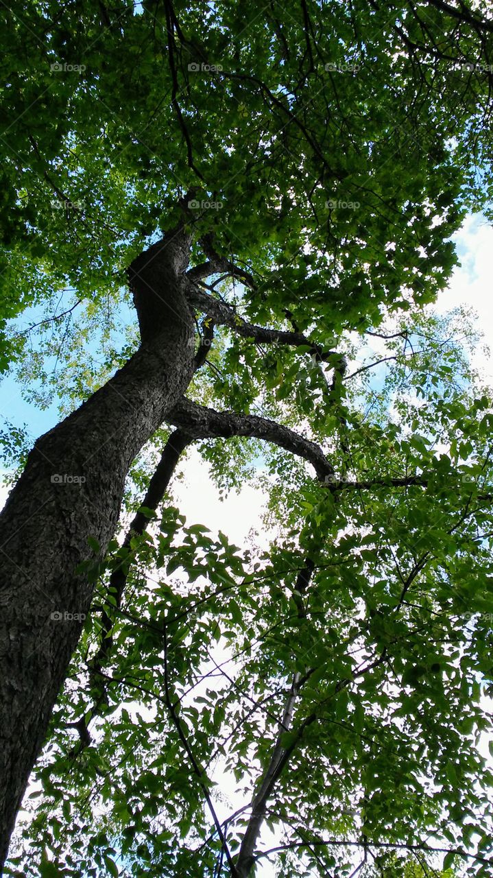 spring. trees. fresh. beautiful