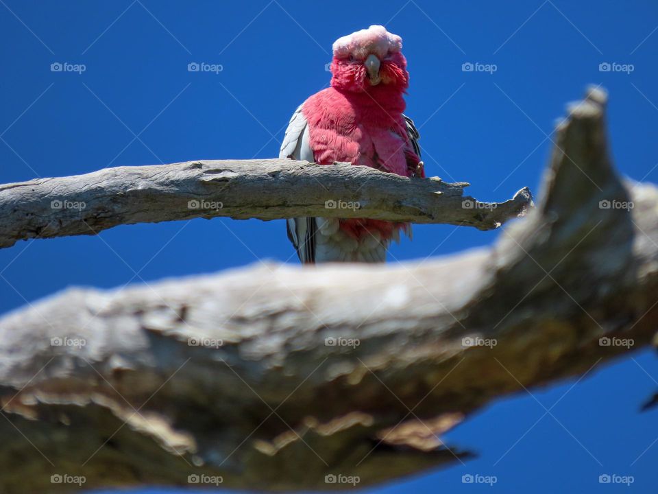 Bird looking down from branch