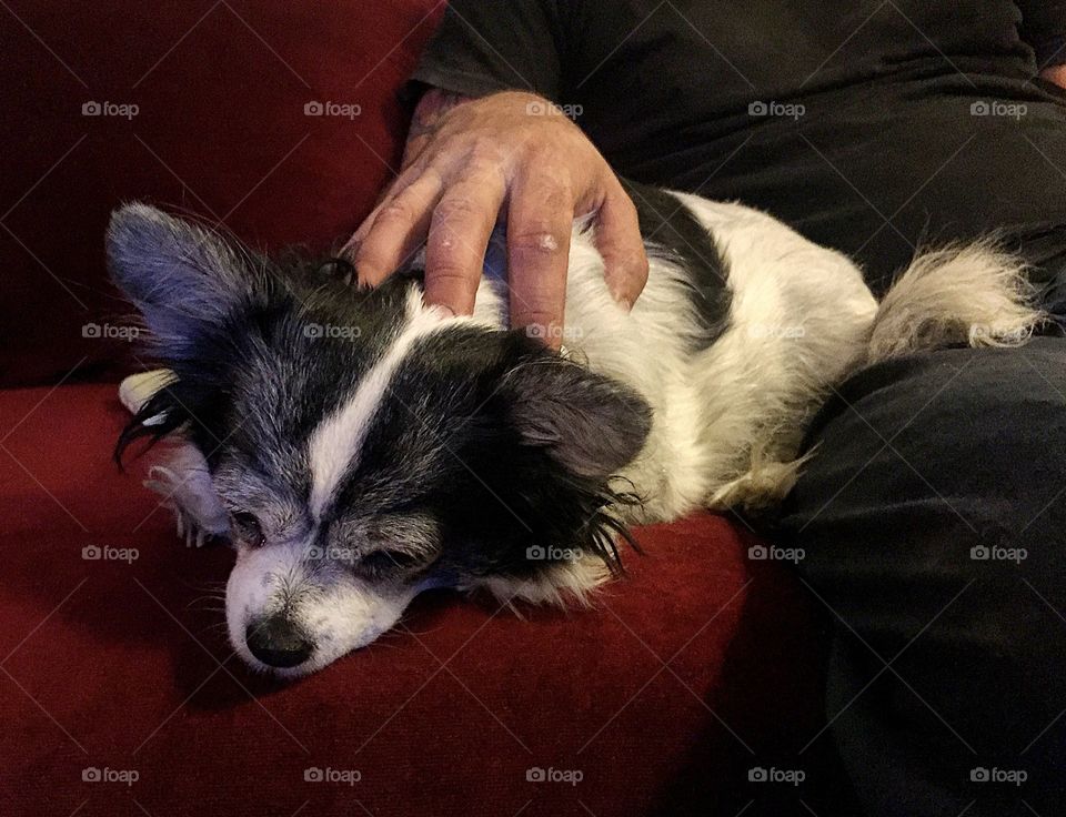 Pixie the dog relaxing on the couch.