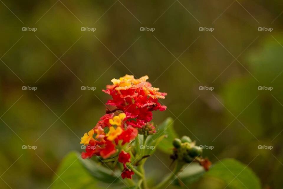 Close Up Flowers