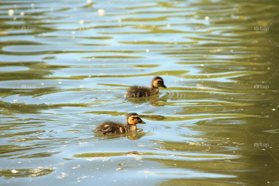 Two little ducklings swimming in the water