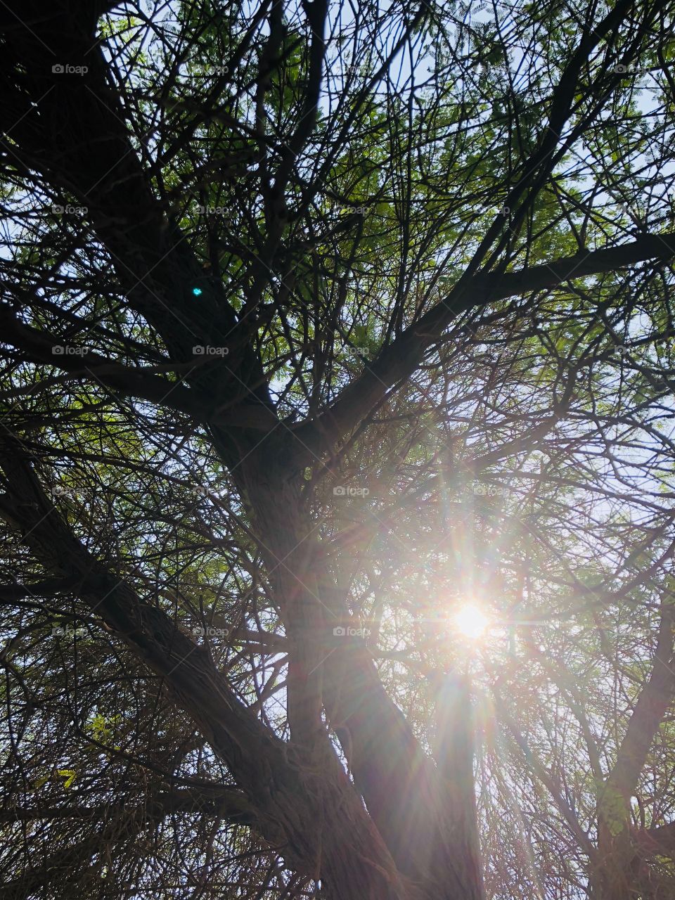 Sunshine passing through branches of tree