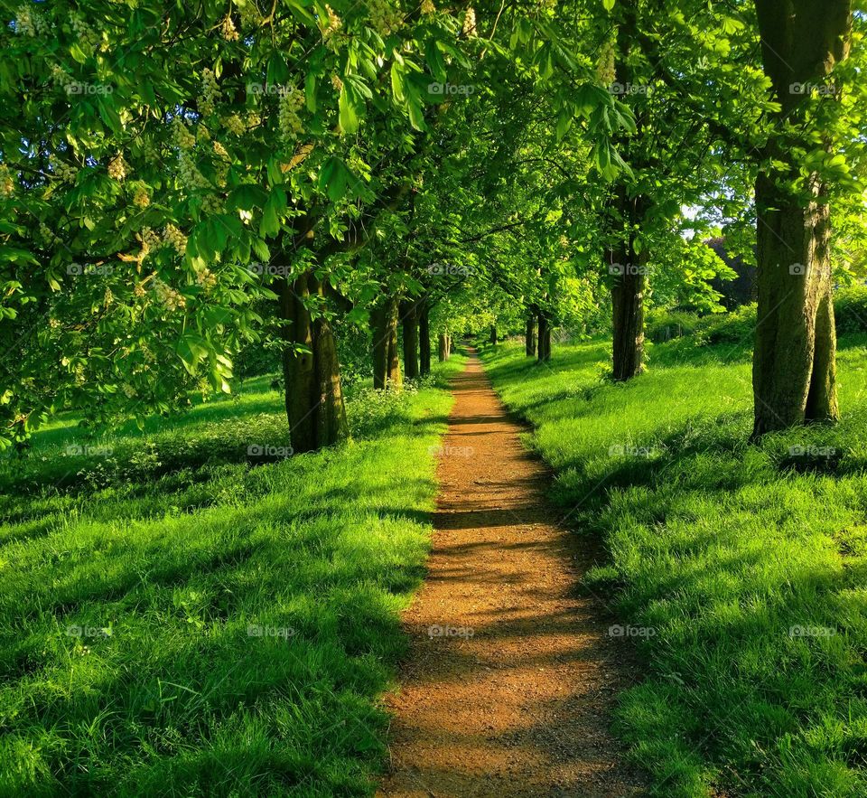 #path #through #the #trees