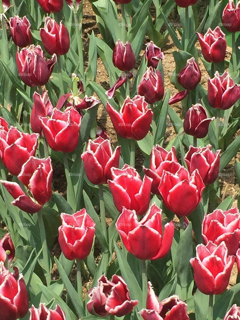 Red flower growing on field