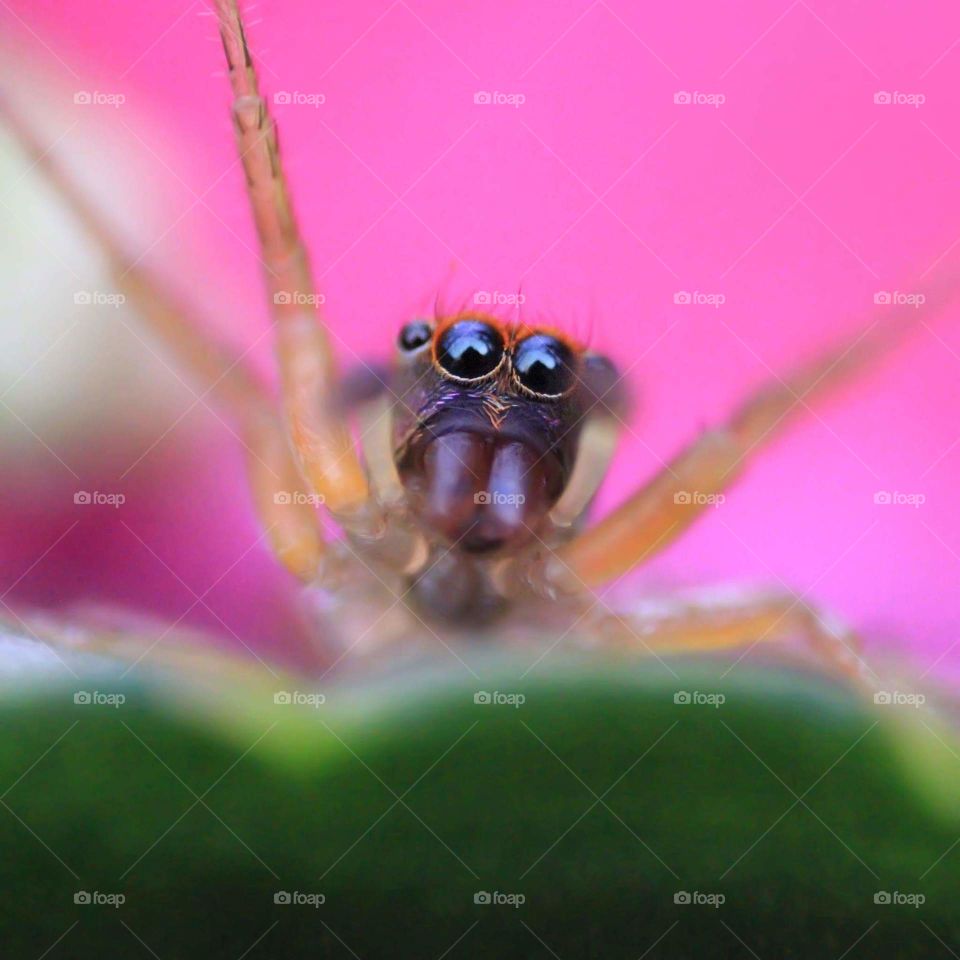the jump spider