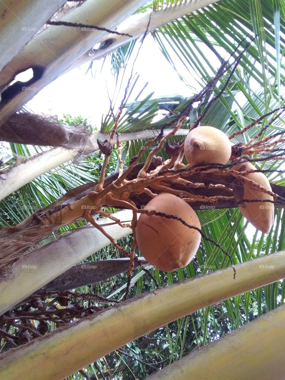 Kingcoconut