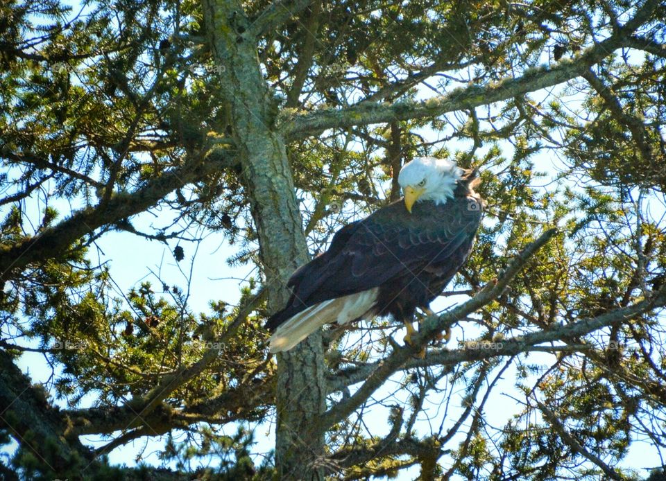 Bald Eagle in tree