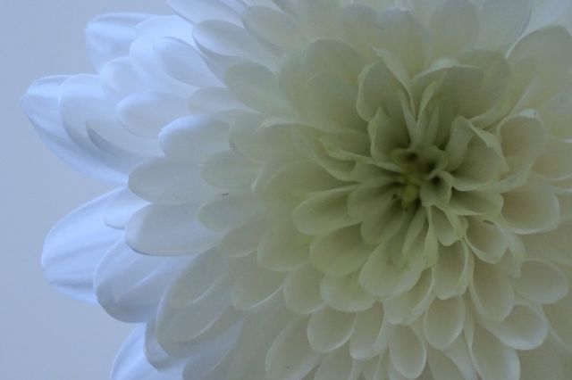 The White Flower