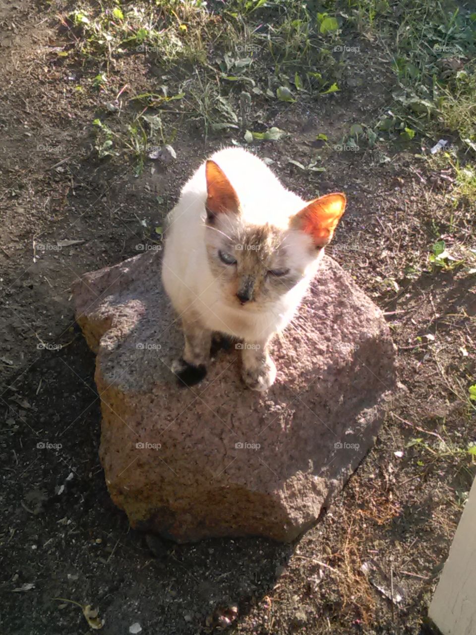 Cat rock