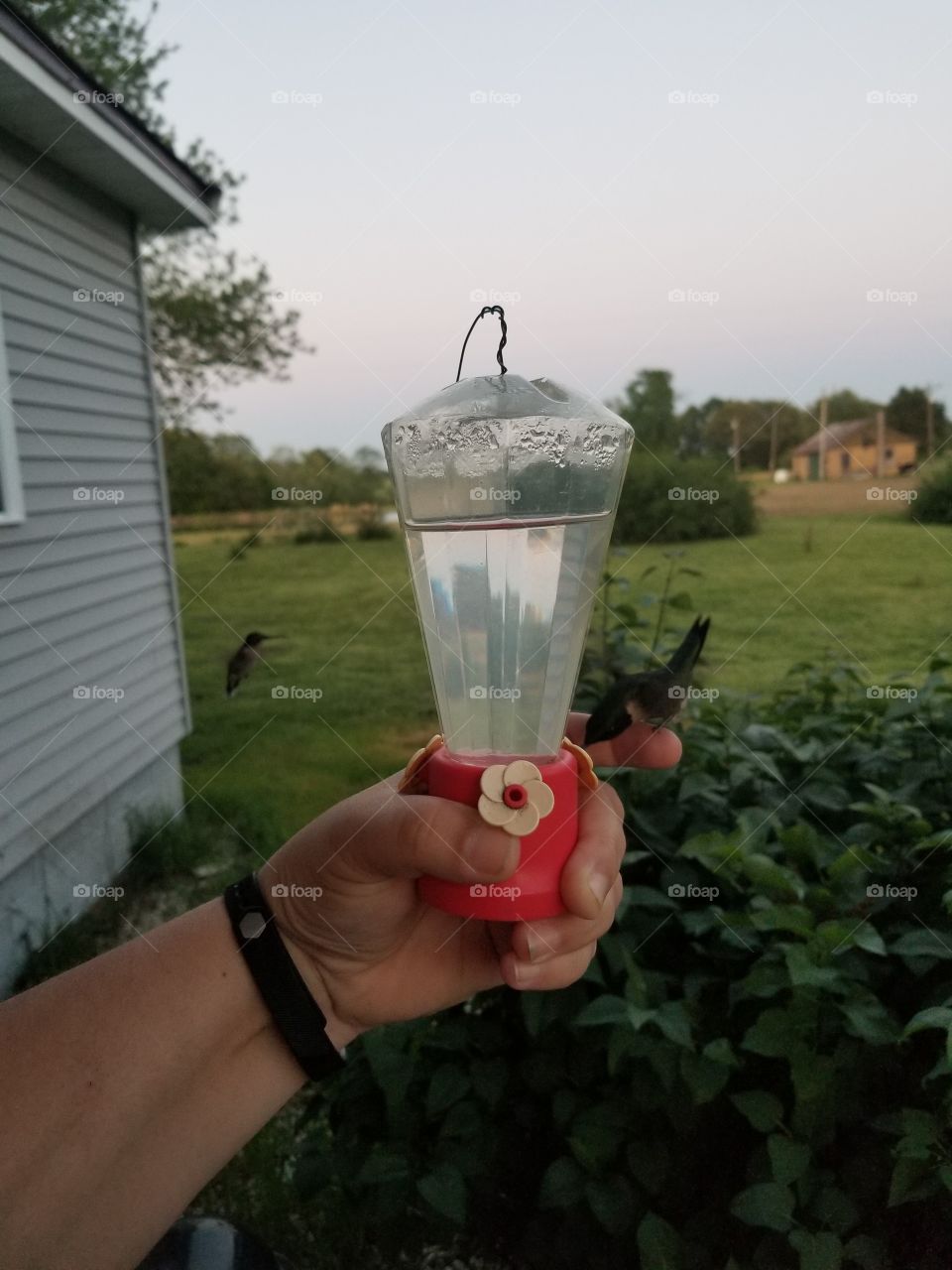 Hummingbird perched on finger while eating