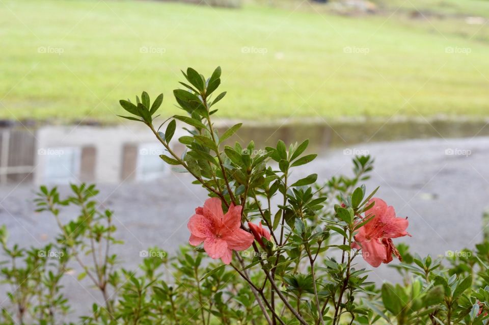 Pink azaleas in front of a puddle after rain 
