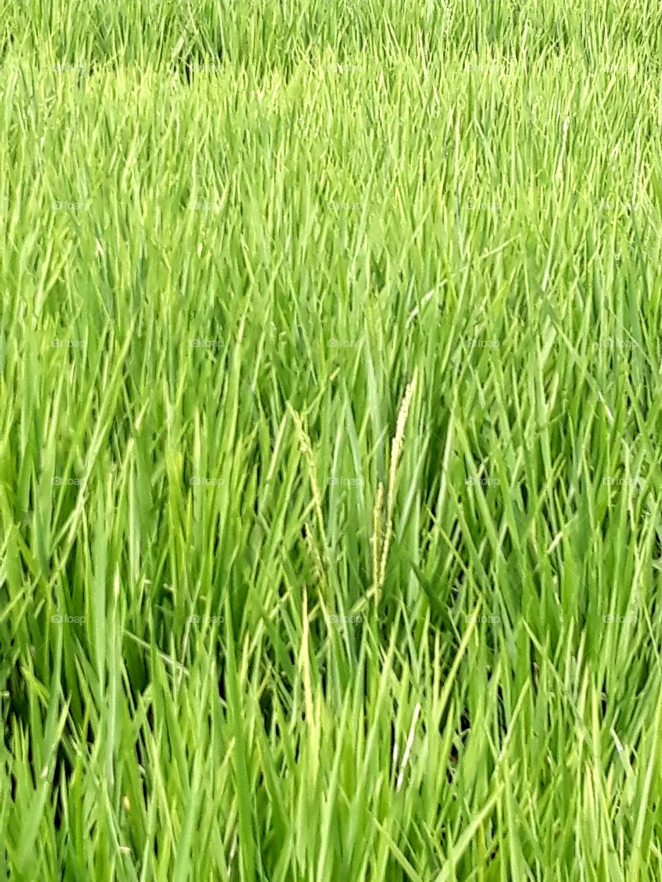Rice plant on its flowering stage. One more month until harvest time.