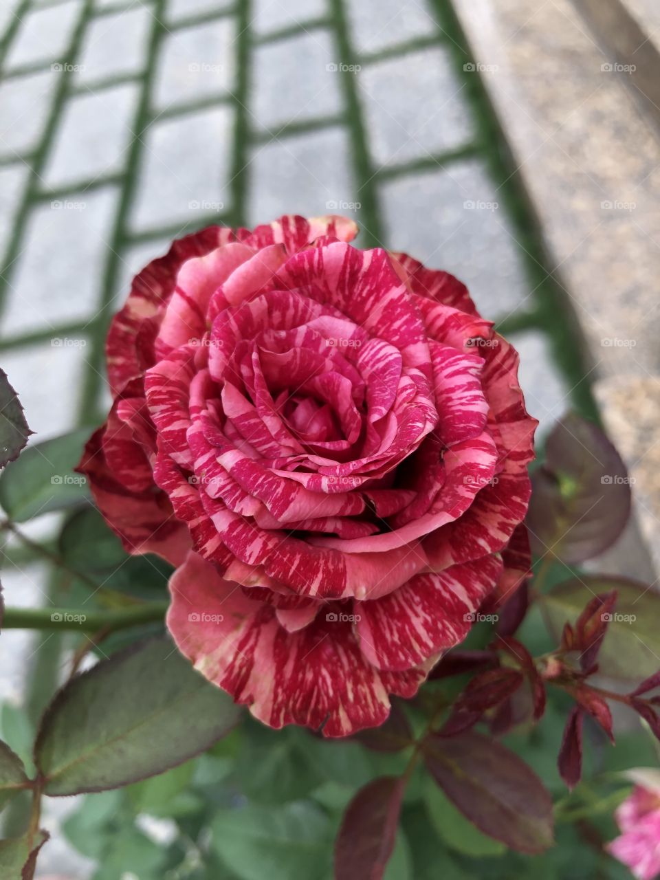 Mutant Rose