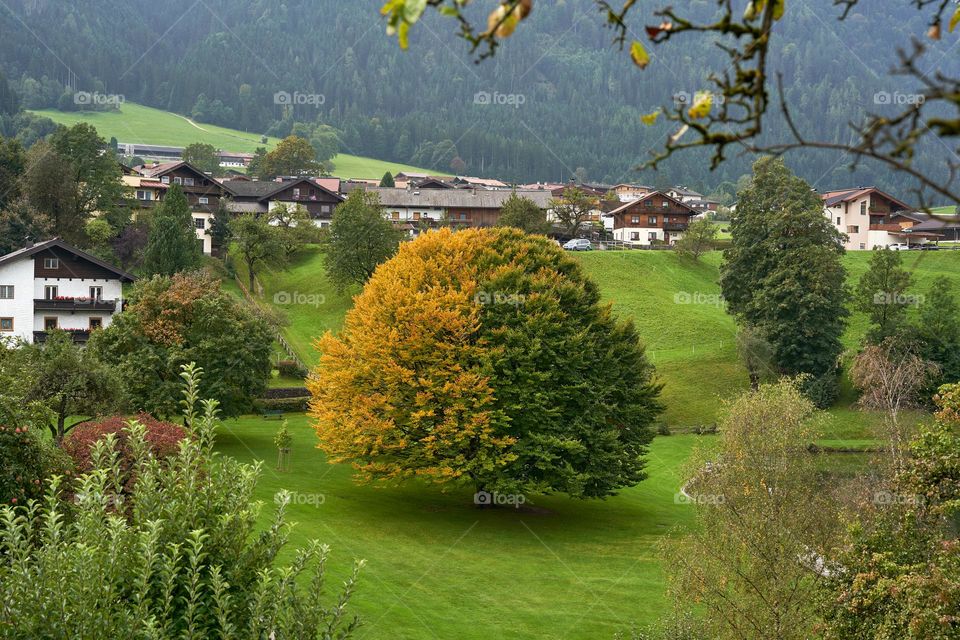Leaves changing colour. Autumn in a small alpine village 