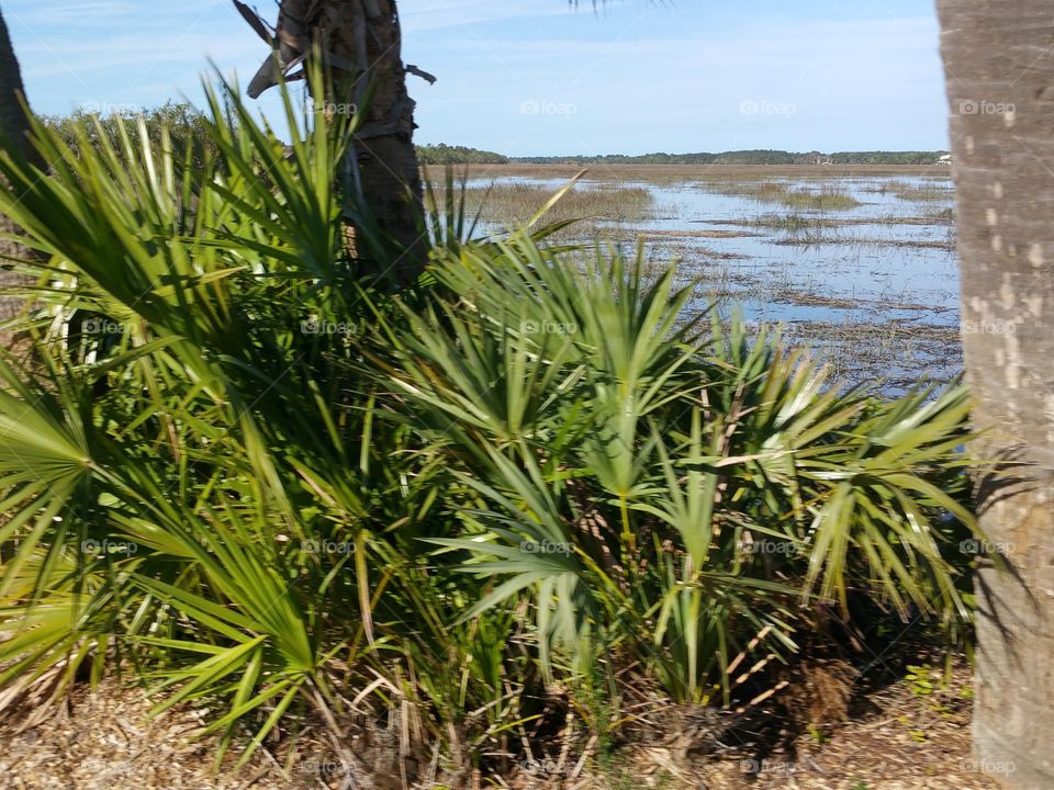 low country palm